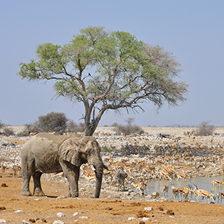 Etosha - Okaukuejo